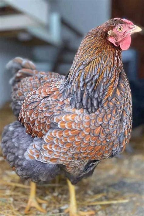 blue laced gold wyandotte|gold laced blue wyandotte rooster.